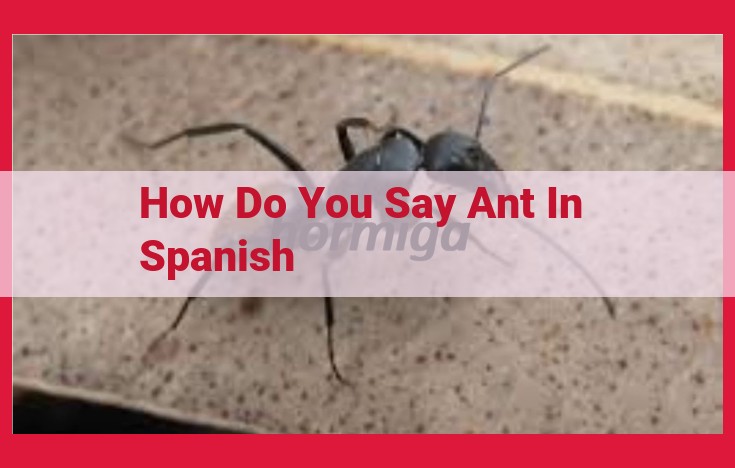 Spanish Word for "Ant": "Hormiga" and Related Entities