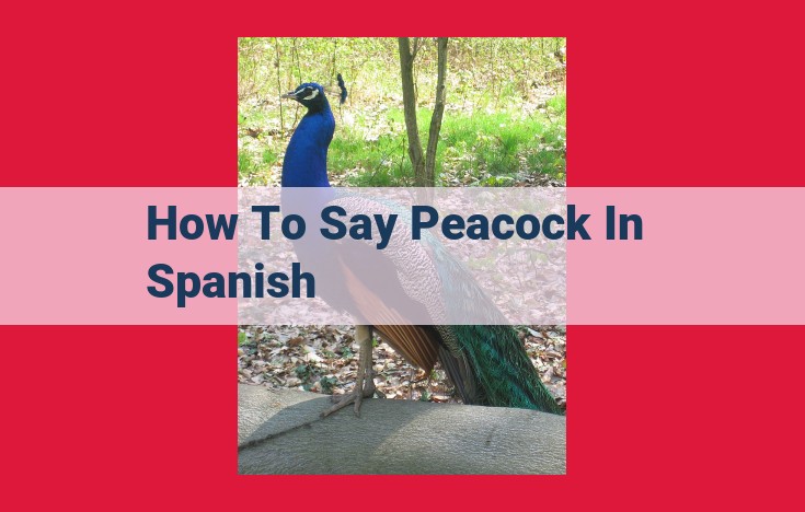 Understanding the Etymology and Significance of the "Pavo Real" (Peacock) in Spanish