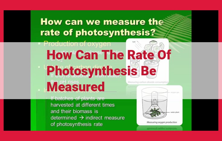 How to Measure Photosynthesis Rates: Direct vs. Indirect Methods