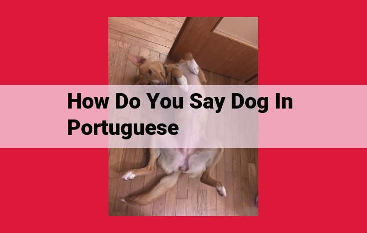 Understand "Cão": The Portuguese Word for "Dog" and Its Usage