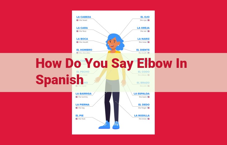 Elbow Joint: Understanding the Anatomy, Function, and Spanish Translation