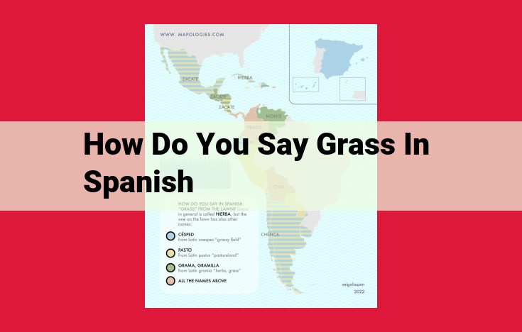 Spanish Translations for "Grass": A Comprehensive Guide