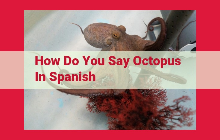 Unraveling the Linguistics of the Sea: Translating "Octopus" into Spanish