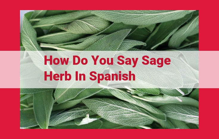 Sage Herb: A Comprehensive Guide Including Spanish Translation