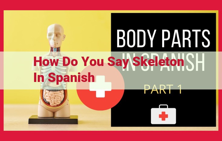 Spanish Translation for "Skeleton": "Esqueleto" – Referencing Bone Structure