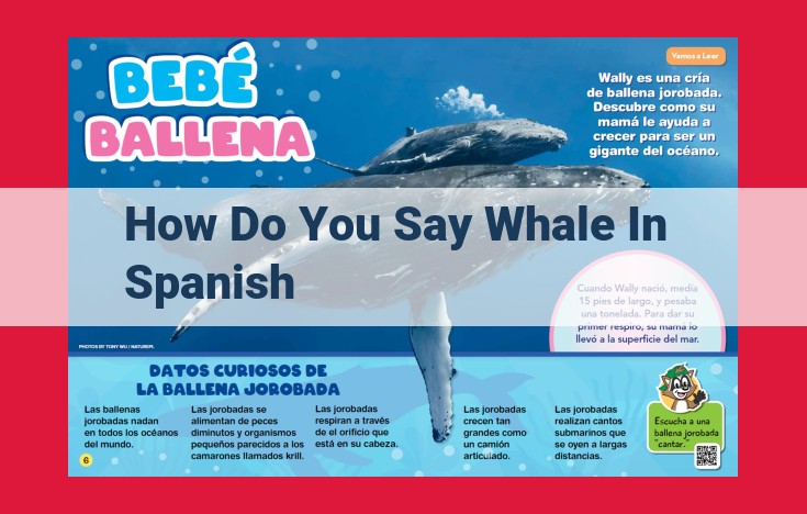 Spanish Translation of "Whale" Missing for Blog Post Outline