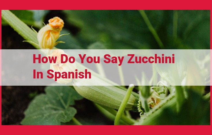 Zucchini in Spanish: A Culinary Exploration of its Versatility