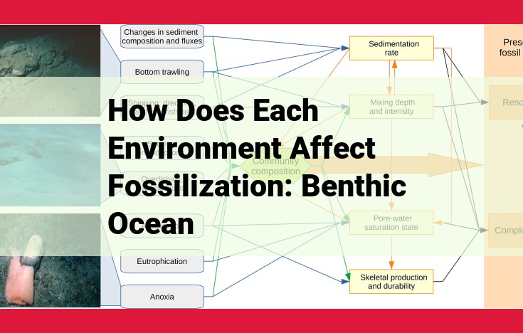 The Preservation of Animal Remains in Benthic Ocean Environments: Influence of Oxygen, Sedimentation, and Bioturbation