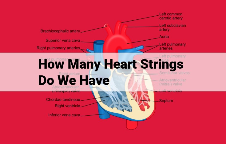 Heart Anatomy and Function: Ensuring Proper Blood Flow