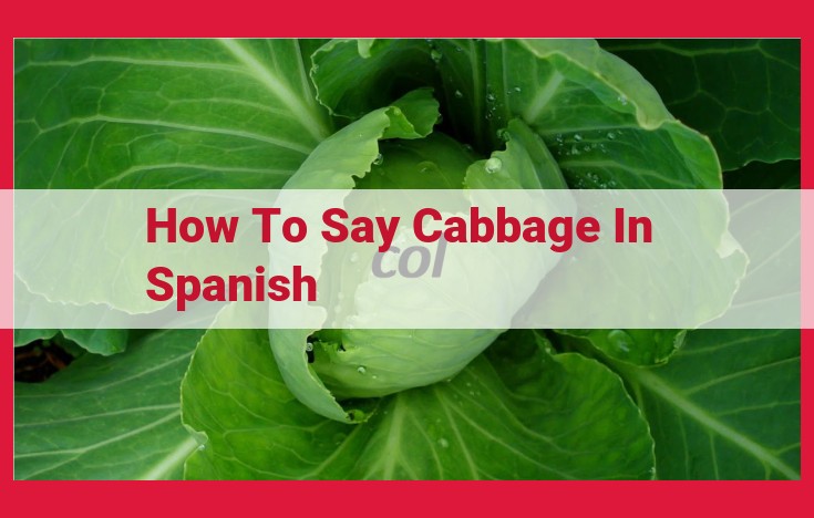 How to say "Cabbage" in Spanish: A Comprehensive Guide