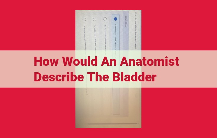 The Urinary Bladder: Anatomy, Embryology, and Clinical Significance