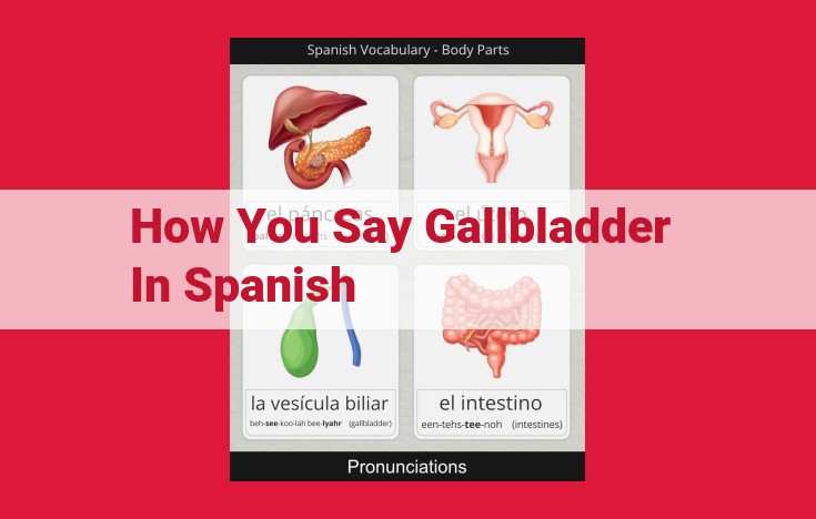 Understanding Gallbladder Health: Vesícula Biliar in Spanish